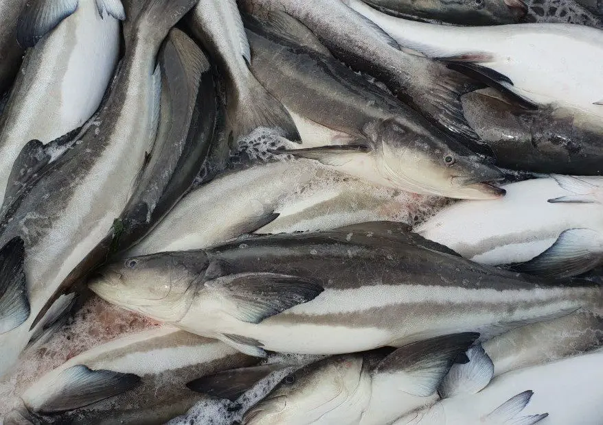 Cá bớp là cá gì? Đặc điểm, dinh dưỡng và cách chế biến