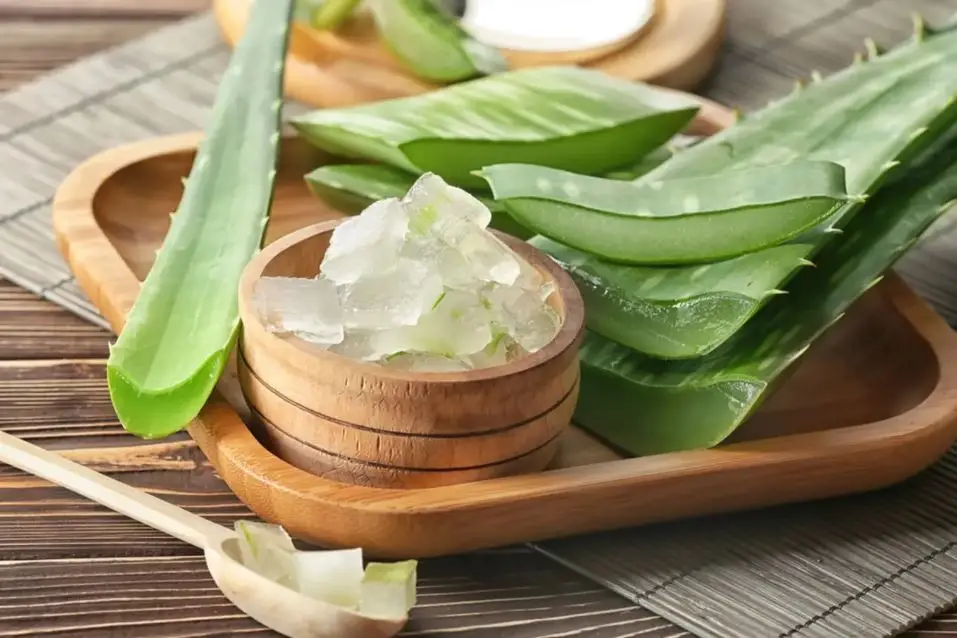 Cách rửa nha đam sạch và không bị đắng