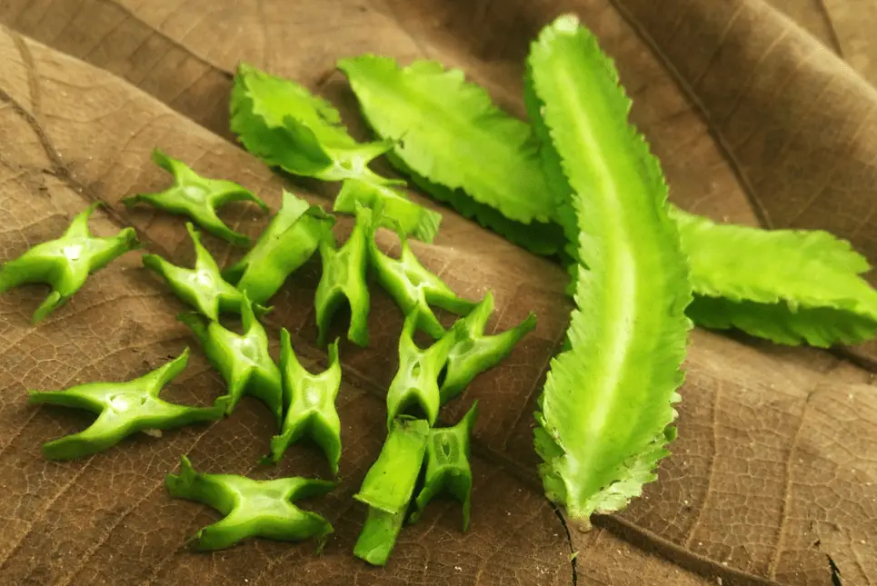 Đậu rồng không chỉ giòn ngọt mà còn giàu dinh dưỡng