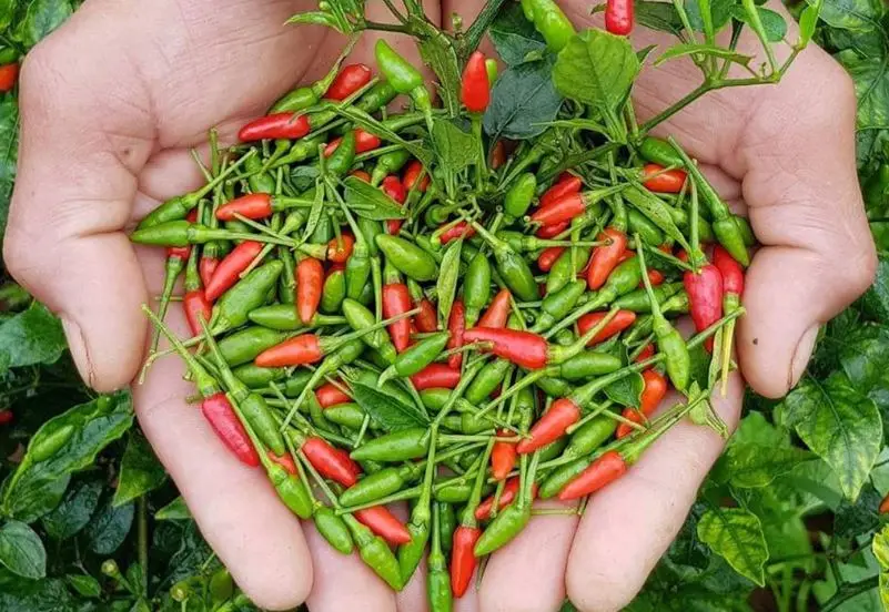 Ớt xiêm xanh có phải là ớt hiểm không?