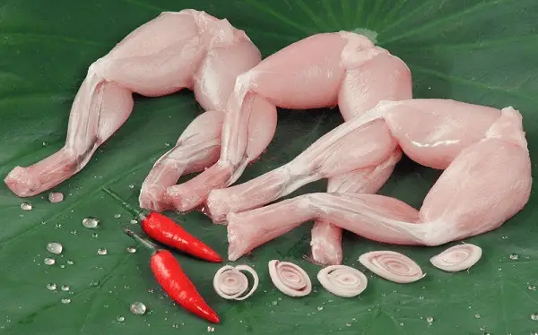 Cách chọn ếch ngon và sơ chế sao cho sạch, khử mùi tanh
