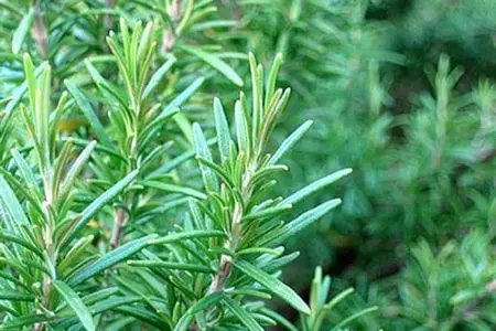 8 loại gia vị tăng dinh dưỡng cho m&oacute;n ăn
