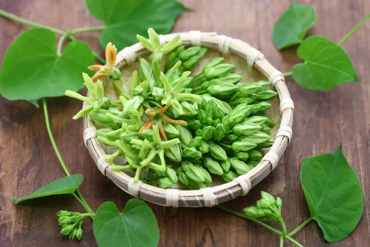 Hoa thiên lý: Thực phẩm dinh dưỡng cho mùa hè nắng nóng