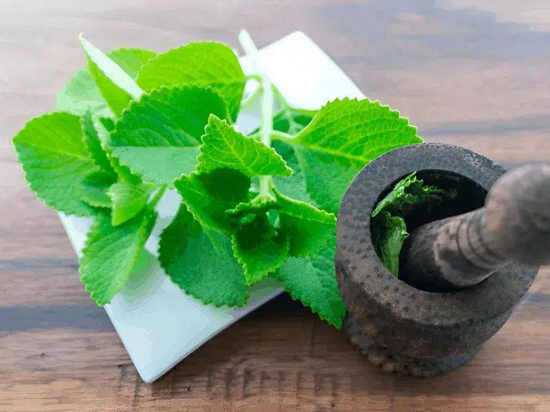 Lá húng chanh vừa giảm ho, vừa làm món ăn rất ngon